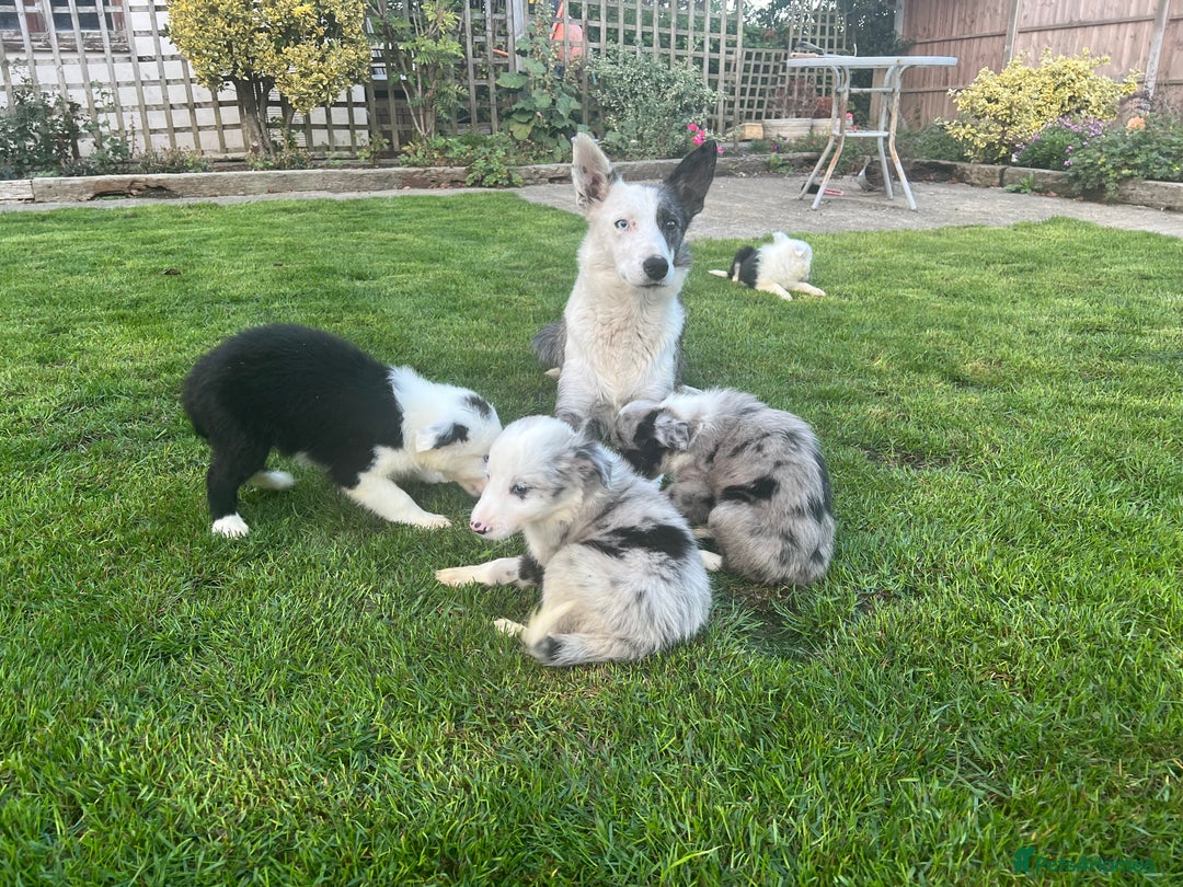 Border Collie dogs for sale: Border Collies READY NOW - Image 33