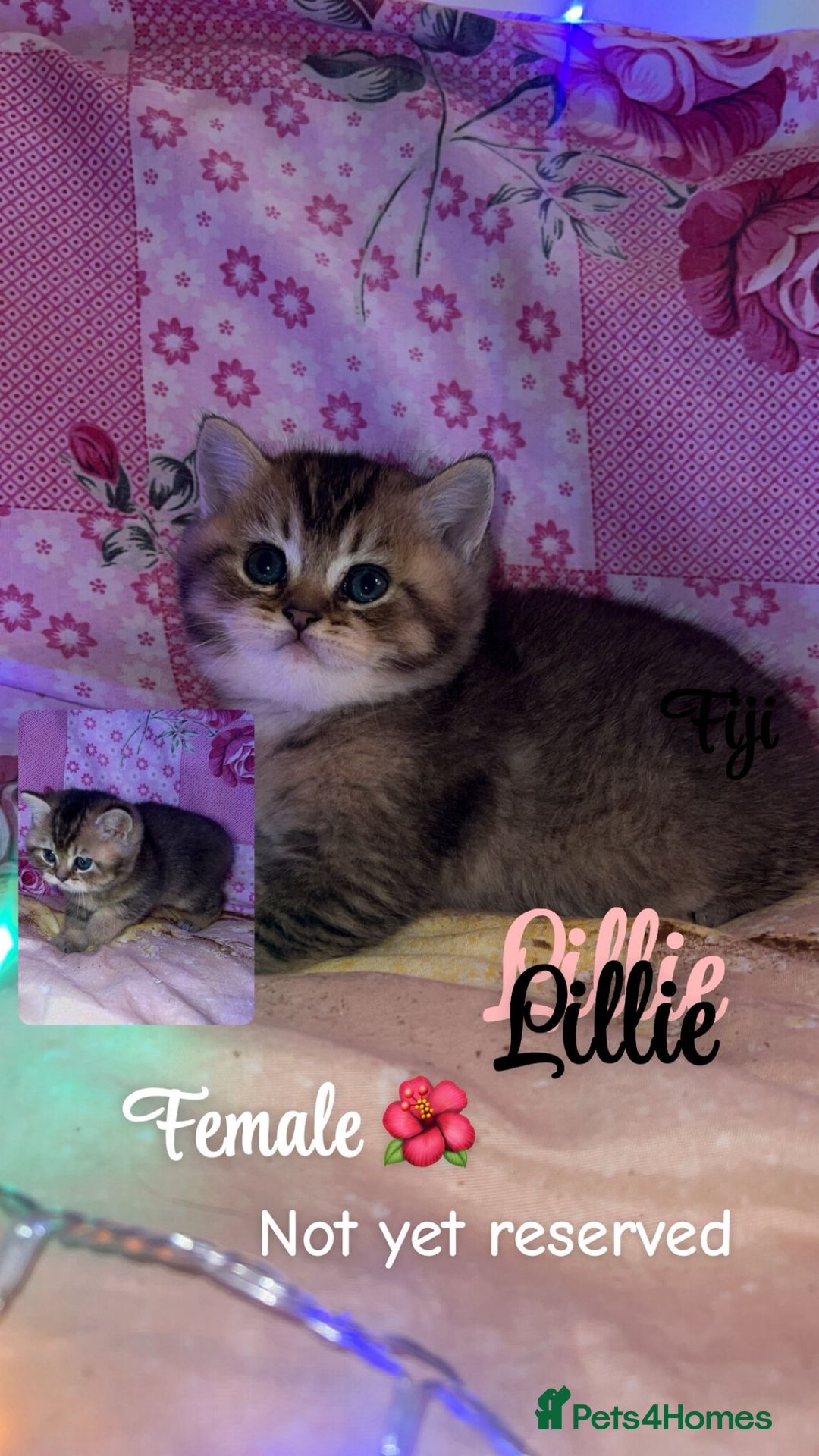 British Shorthair cats for sale: Pure breed golden/sliver bsh - Advert 3