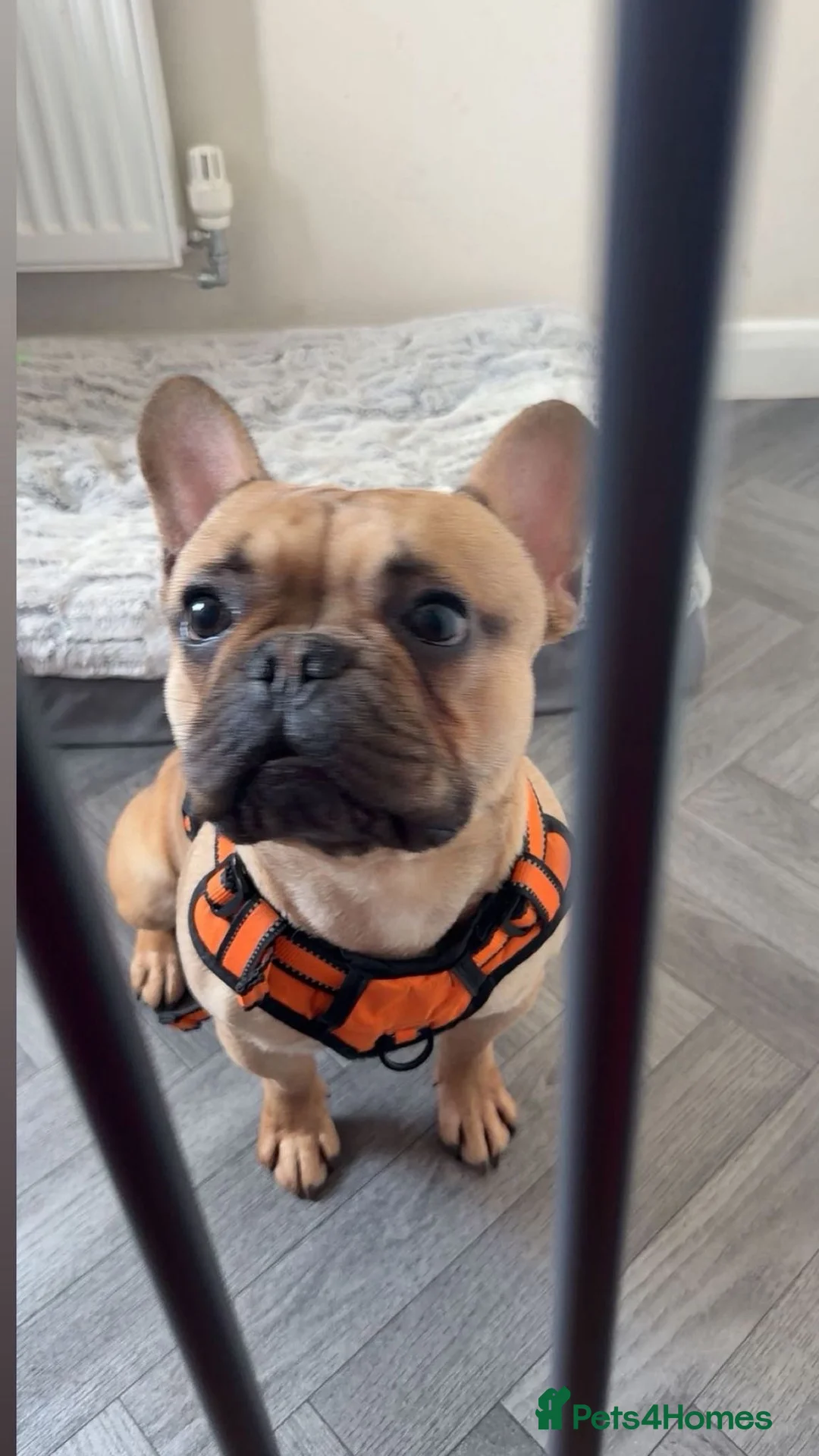 French Bulldog dogs for sale: Male French bulldog for sale in Loughborough - Advert 1