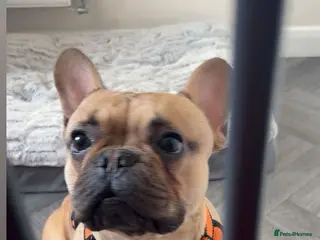 French Bulldog dogs Male French bulldog for sale - Advert 1