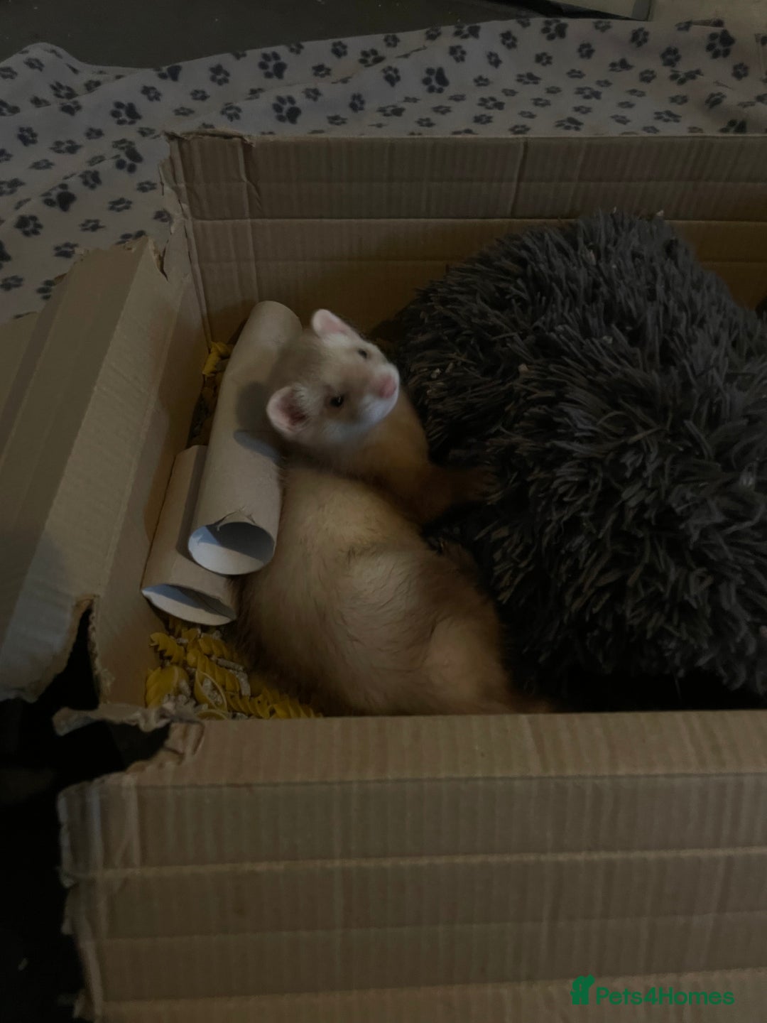 Ferret rodents for sale: 2 male ferret hobs  - Image 8