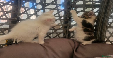 Mixed Breed cats - Advert 5