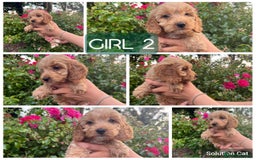 Cockapoo dogs for sale: Only 4 girls left, health checked, ready to go.  - Image 14