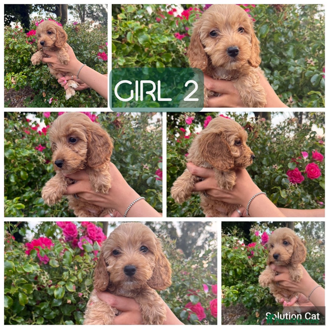 Cockapoo dogs for sale: Only 4 girls left, health checked, ready to go.  - Image 14