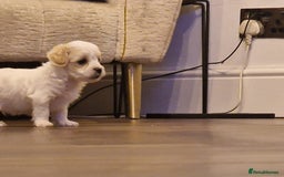 Maltipoo dogs for sale: Minnies maltipoos  - Image 25