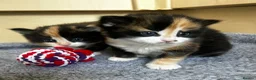 Mixed Breed cats for sale: Two Calico Kittens in Thame - Advert 1