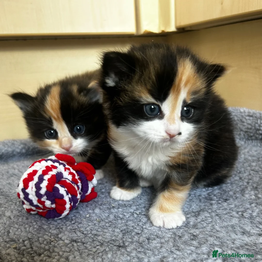 Mixed Breed cats for sale: Two Calico Kittens in Thame - Advert 1