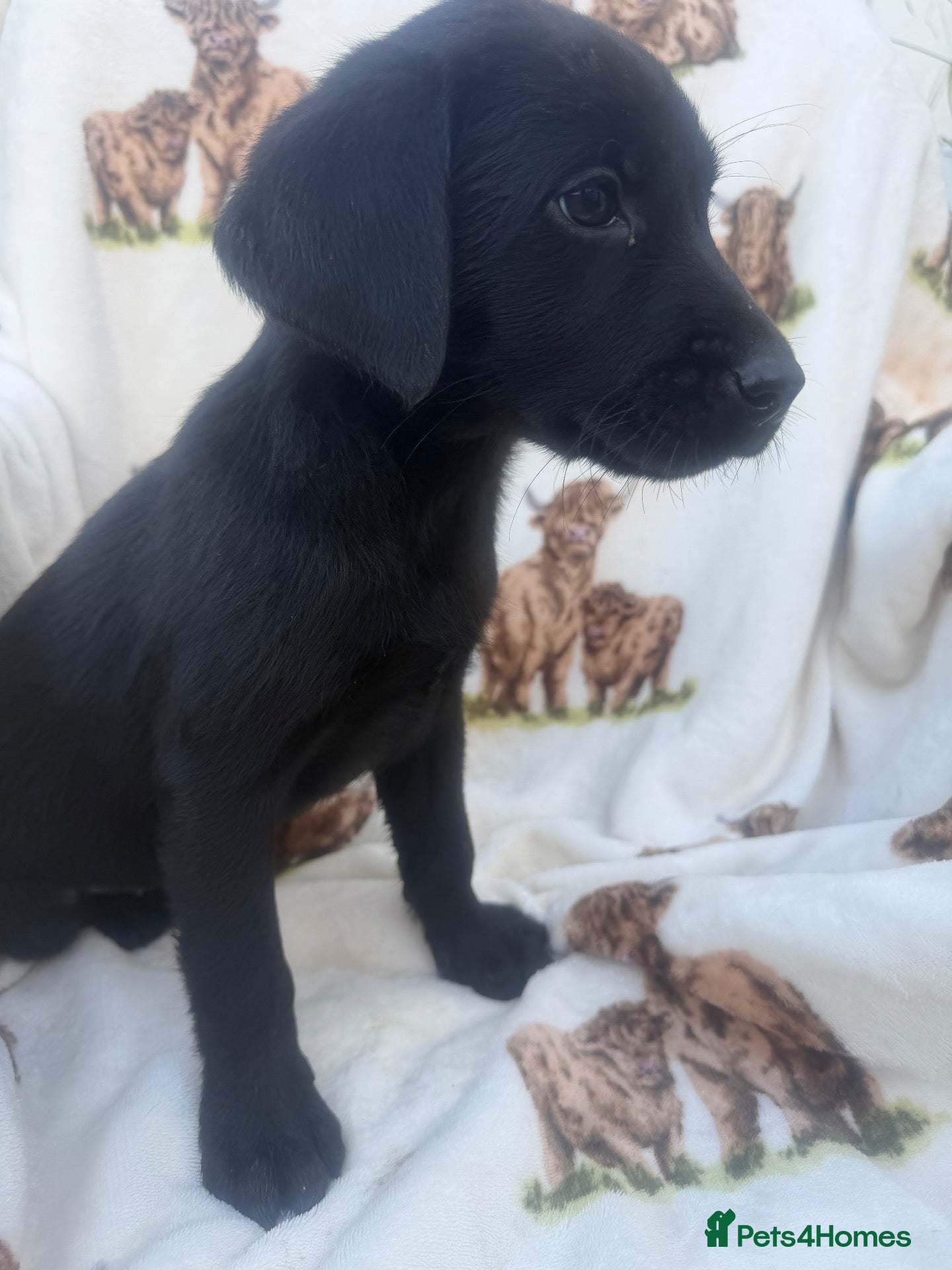 Labrador Retriever dogs Excellent breed KC labs fendawood Harold  lines  - Advert 2