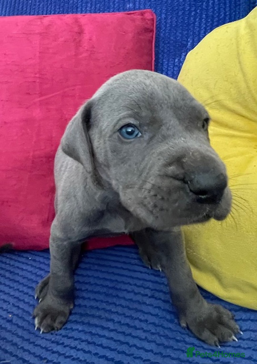 Great Dane dogs for sale: KC registered Great Danes  blues & black - Image 9
