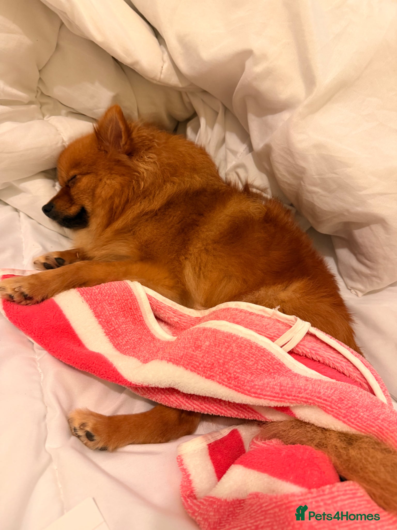 Pomeranian dogs for sale: Looking for her new family - Advert 13