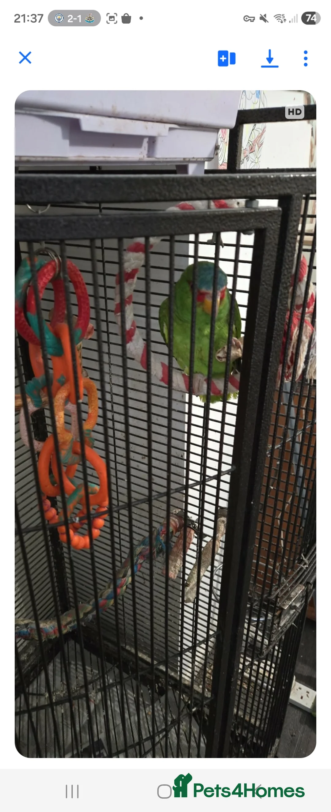 Parrots birds for sale: Amerzon green white  - Advert 2