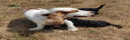Mixed Breed dogs for sale: Beautiful Black Cockalier-a-Poo Puppies  - Advert 5