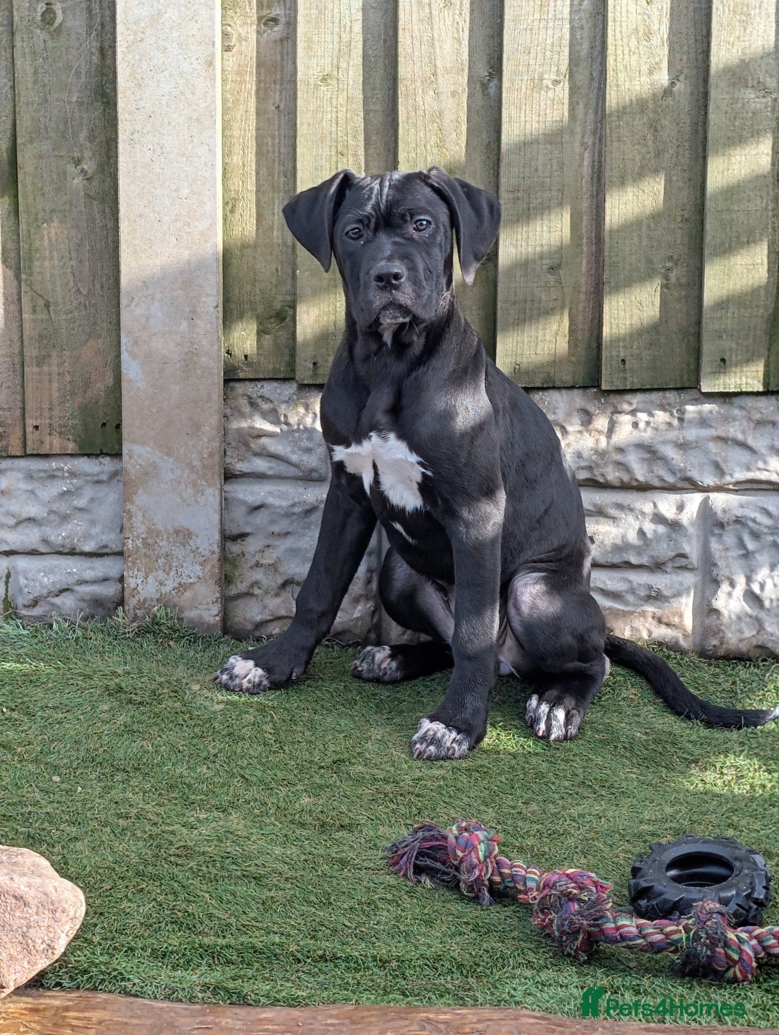 Cane Corso dogs Female cane corso puppies Ready to leave now - Advert 9