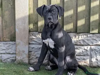 Cane Corso dogs Female cane corso puppies Ready to leave now - Advert 9
