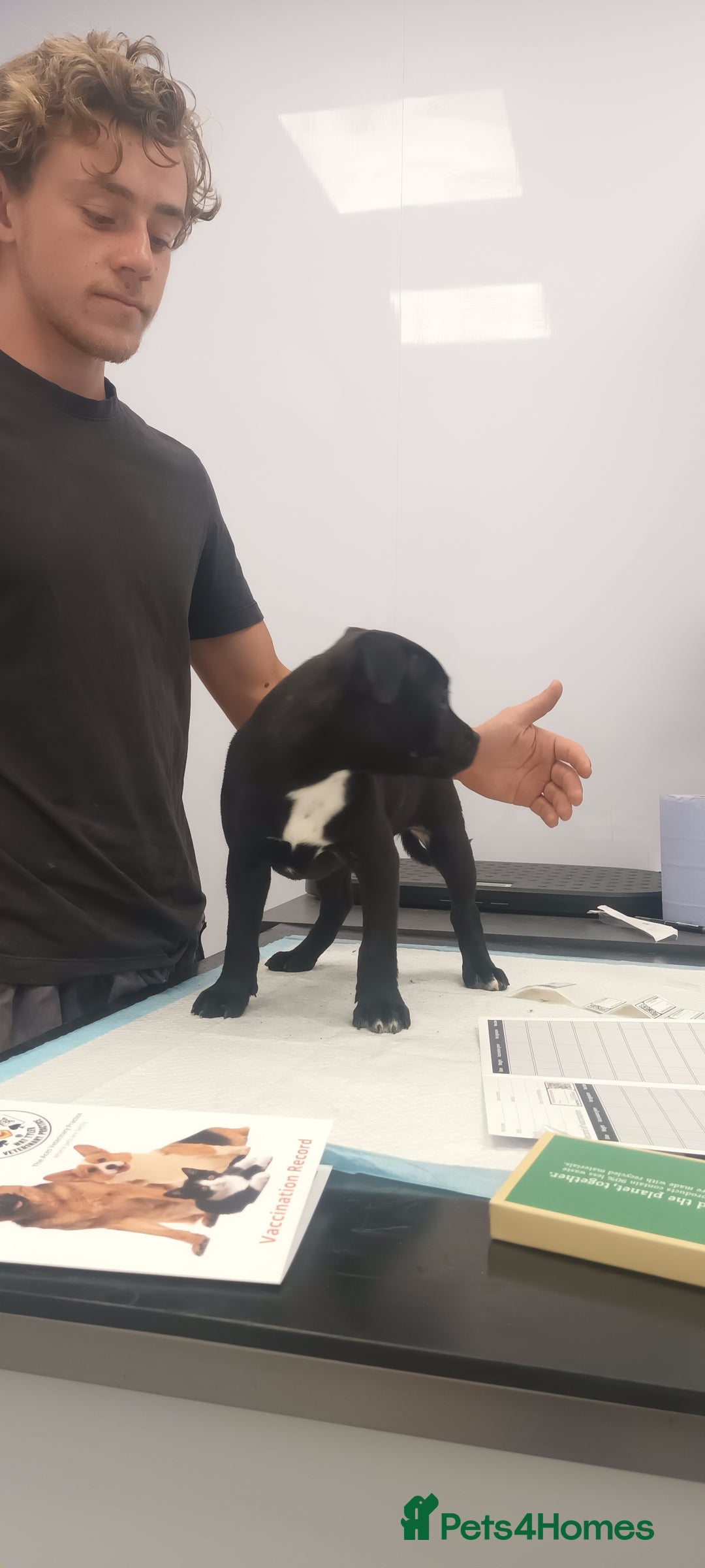 Staffordshire Bull Terrier dogs for sale: LAST PUPPY LEFT MALE KC CHAMPION BLOODLINE  in Stanford-le-Hope - Image 31