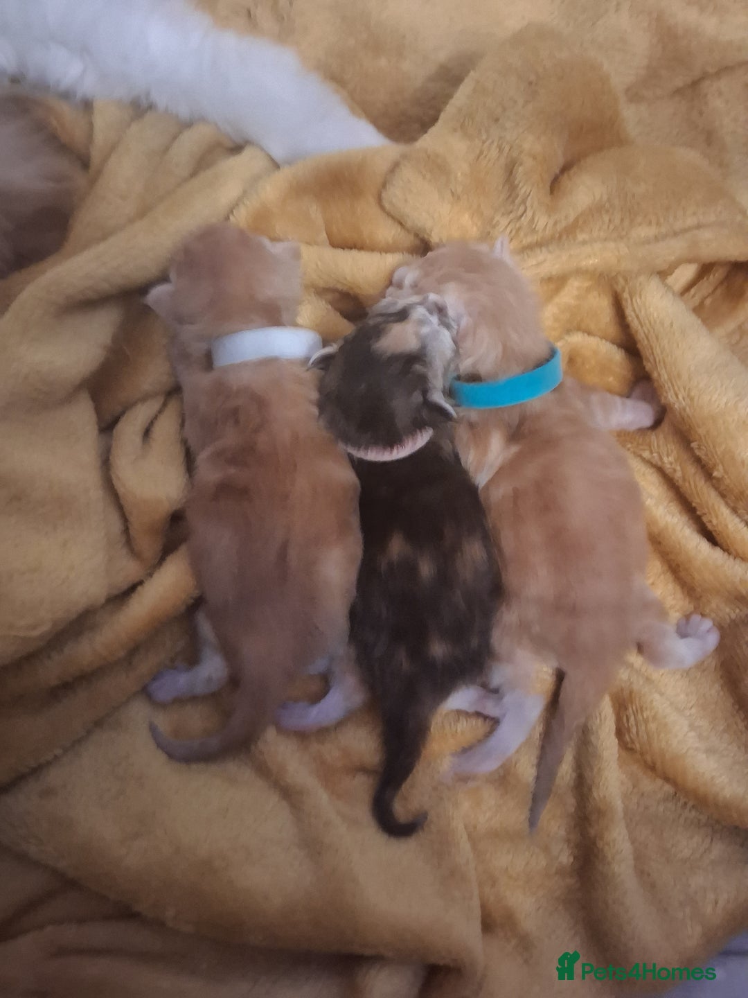 Maine Coon cats for sale: MAINECOON KITTENS AVAILABLE  - Image 5