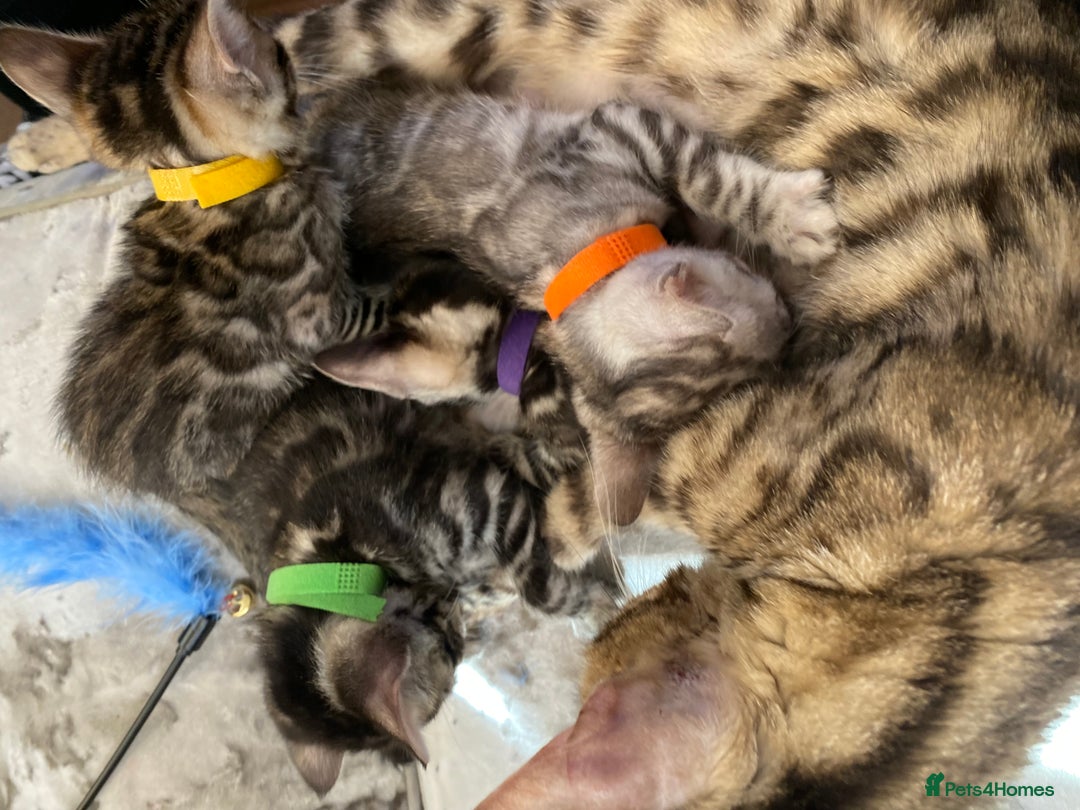 Bengal cats for sale: Silver and Brown Pedigree Bengal Kittens For Sale  - Image 9