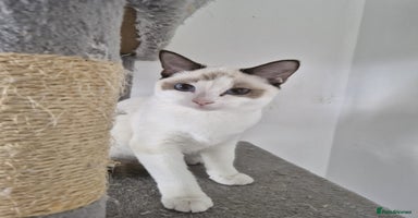 Snowshoe cats - Advert 4