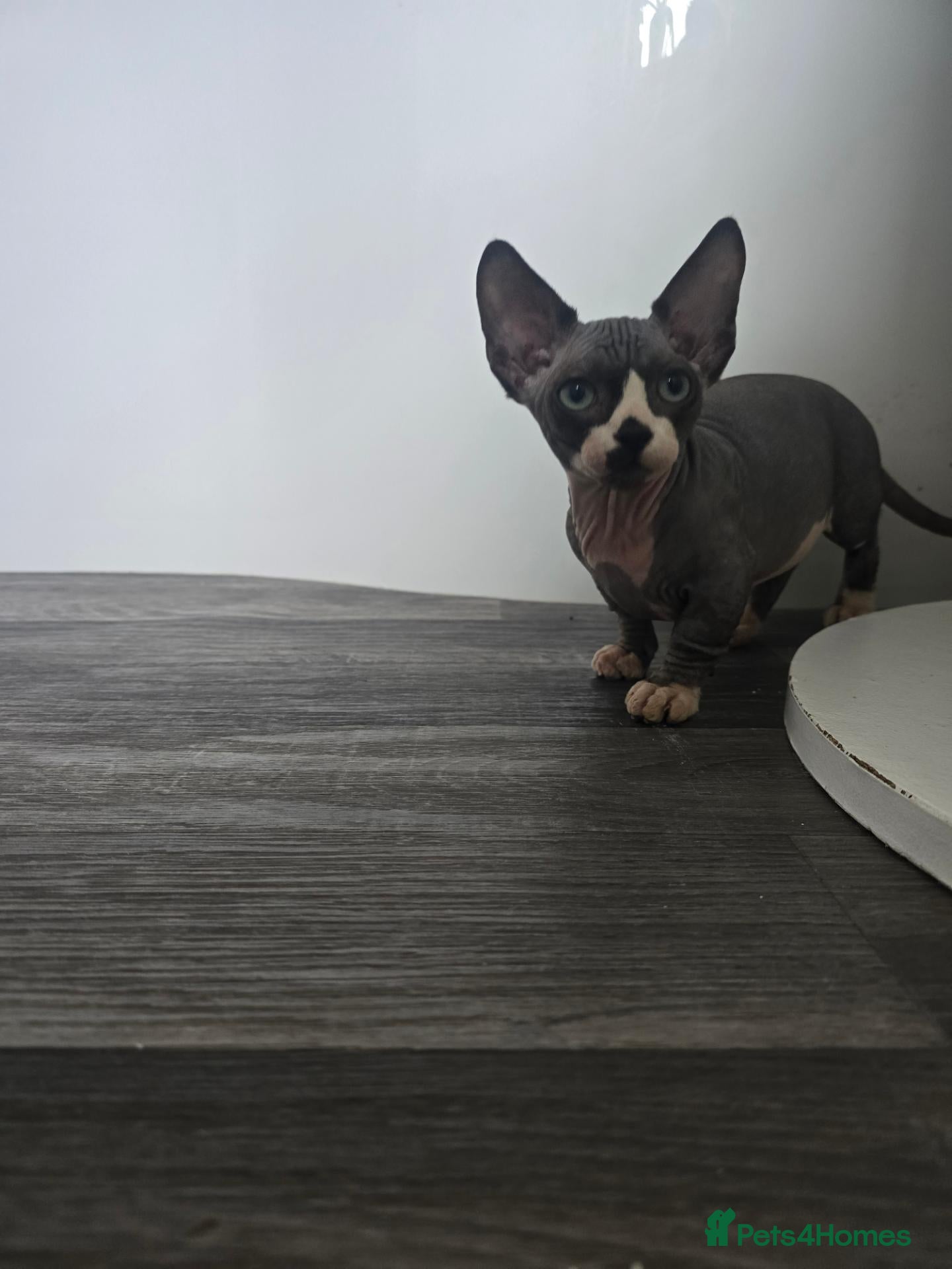 Sphynx cats Ready Sphynx Kittens Looking for Their Forever 🏰 - Advert 21