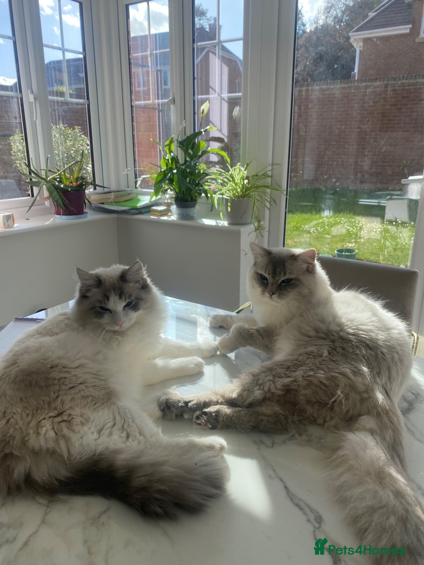 Ragdoll cats 2 rag doll boys for sale - Advert 1