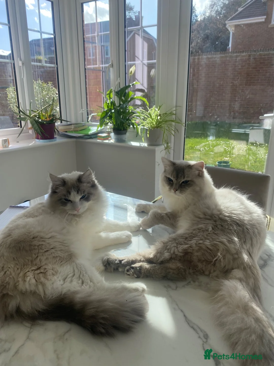 Ragdoll cats for sale: 2 rag doll boys for sale in Cardiff - Advert 1