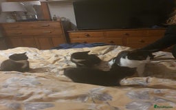 British Shorthair cats for sale: Kittens 8 weeks ready - Advert 3