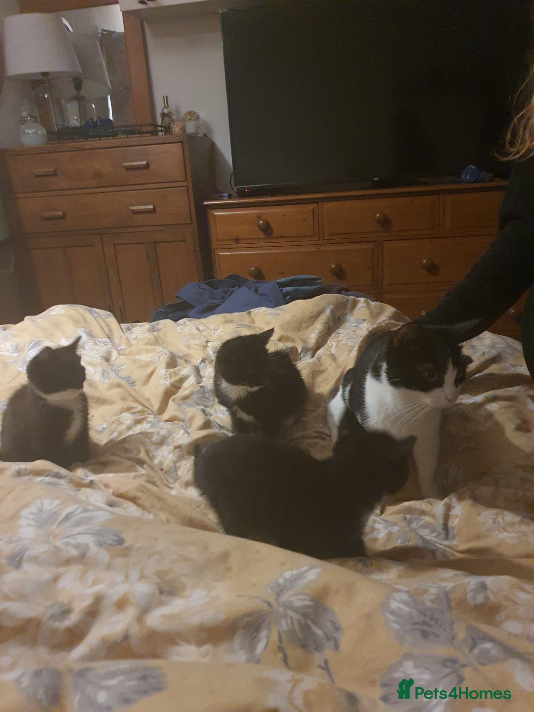British Shorthair cats for sale: Kittens 8 weeks ready - Advert 3