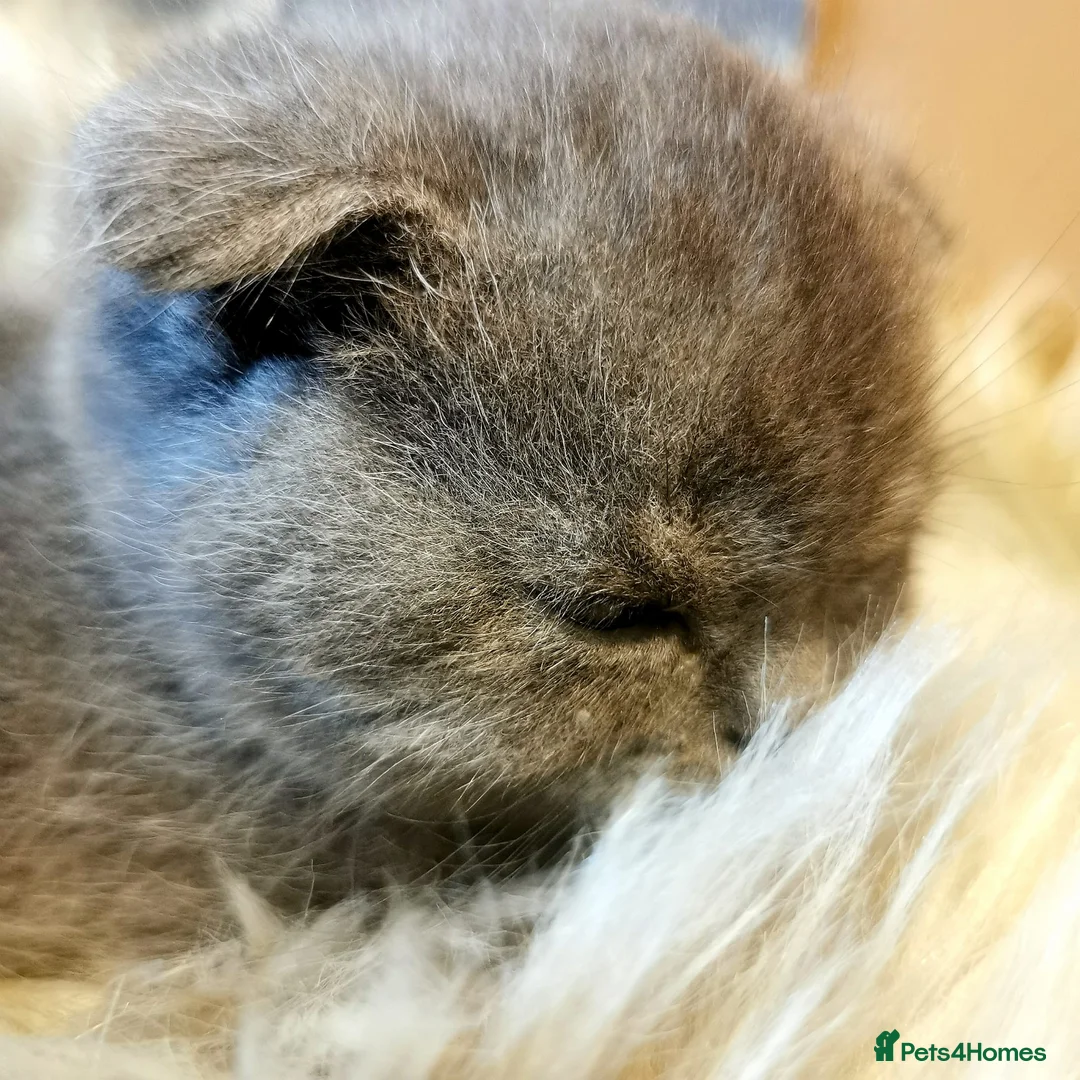 Mixed Breed cats for sale: ❤️Luxury Chinchilla Persian Scottish Fold Kittens - Advert 15