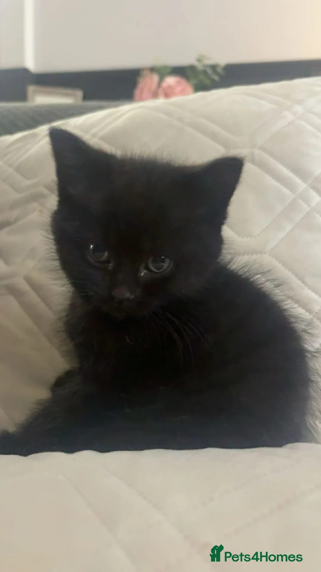 Persian cats for sale: 2x PersianX kittens  - Advert 2