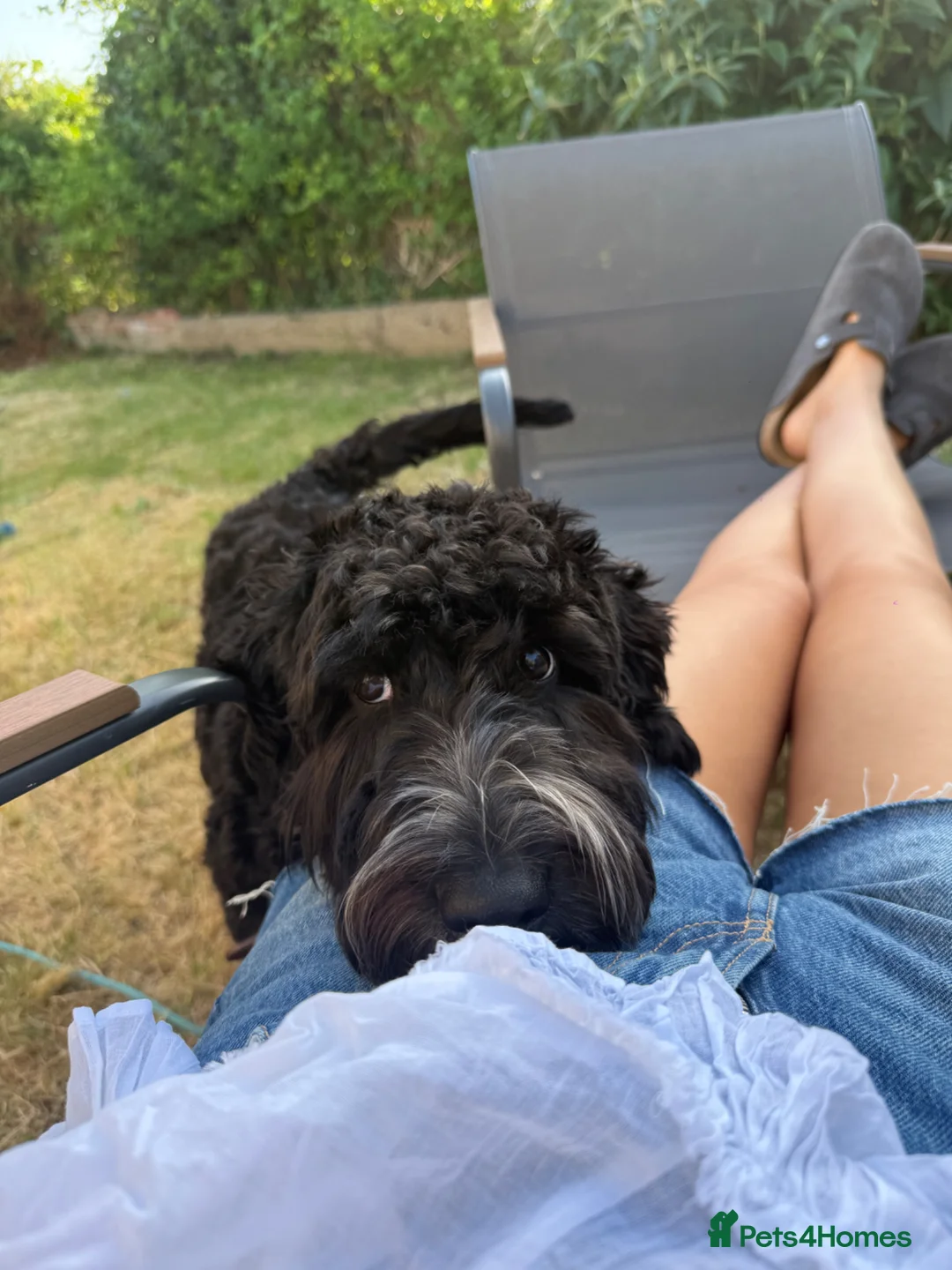 Cockapoo dogs for sale: 9 months old cockapoo  in Wellingborough - Advert 15