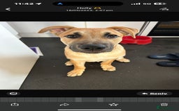 Mixed Breed dogs for sale: German shepherd/Belguim malonoi - Image 3