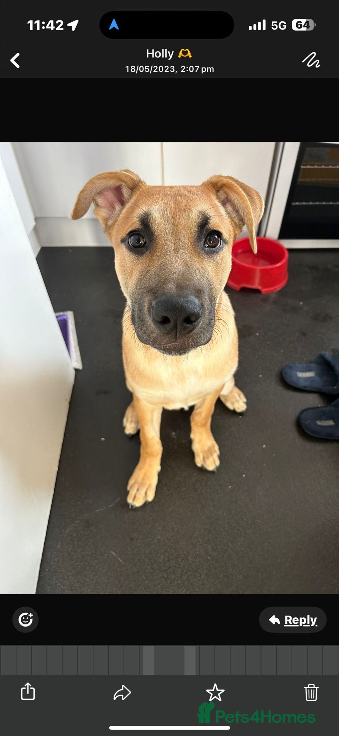 Mixed Breed dogs for sale: German shepherd/Belguim malonoi - Image 3