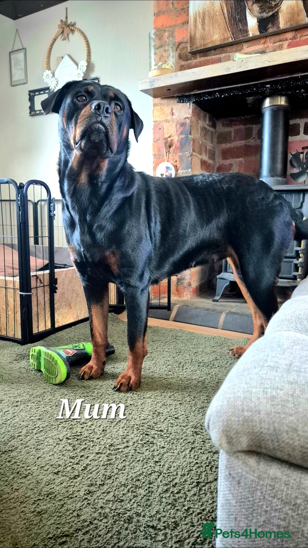 Rottweiler dogs for sale: Rottweiler puppies - Image 21