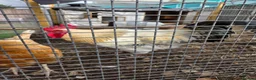 Chickens poultry for sale: Meet our big boy Butter!  in Camberley - Advert 3