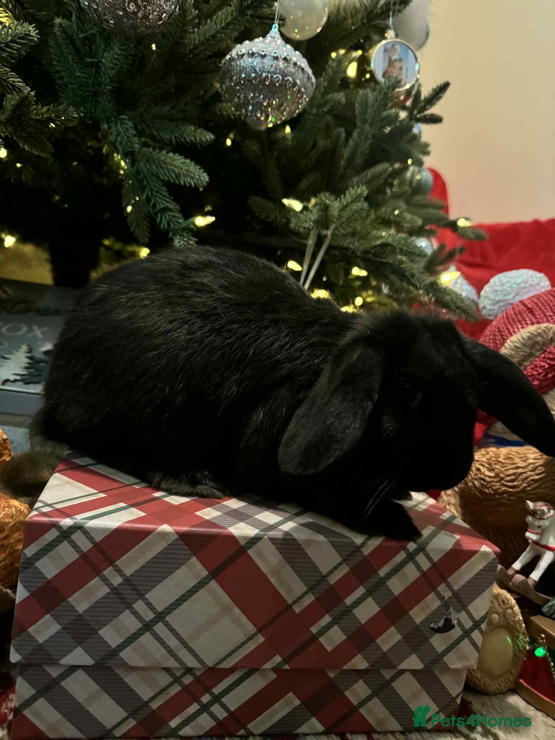 French Lop rabbits for sale: French lops and lion heads  - Advert 16