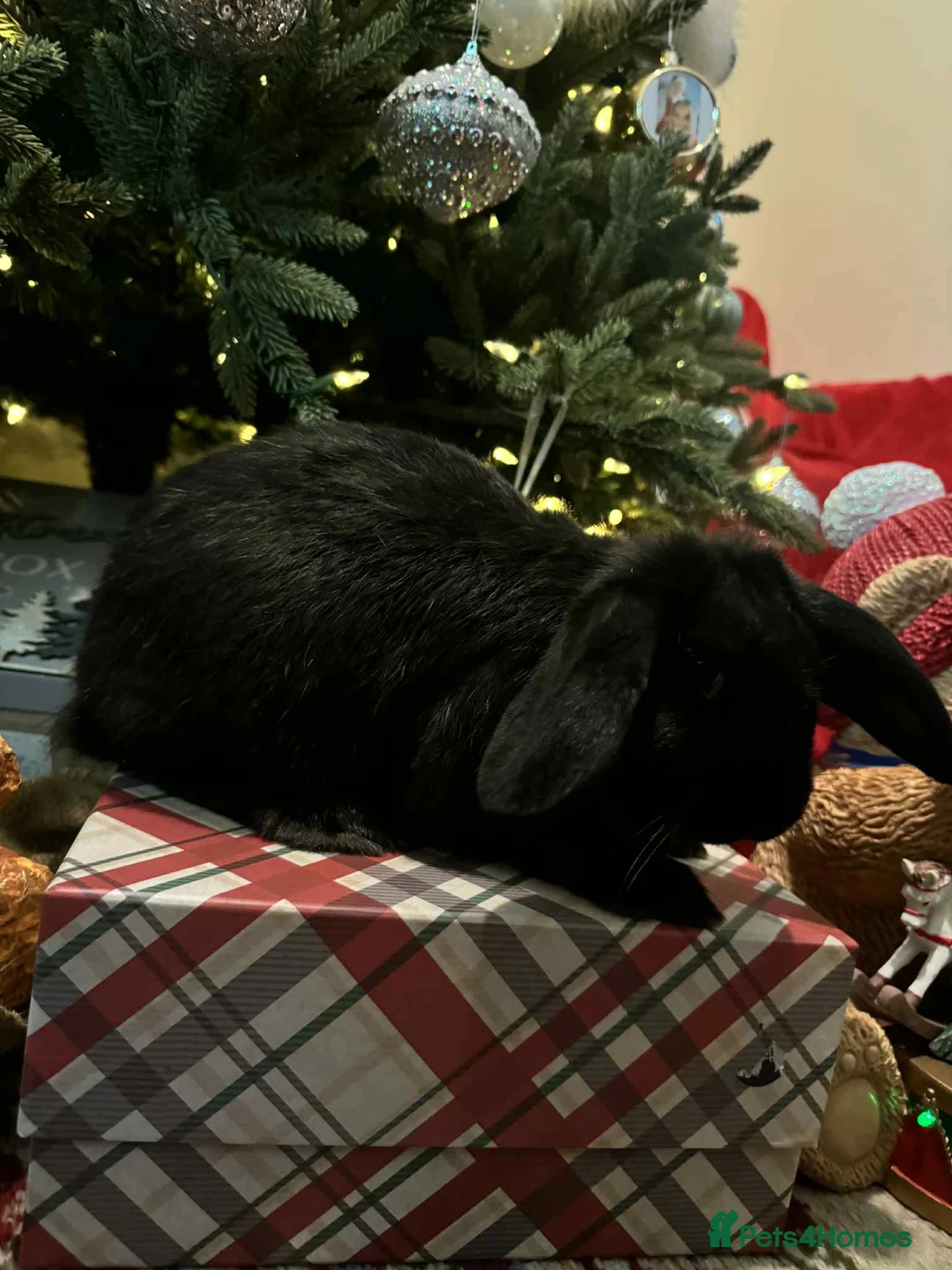 French Lop rabbits for sale: French lops and lion heads  - Advert 16