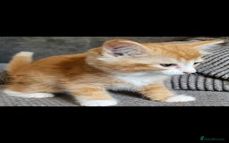 Mixed Breed cats for sale: Beautiful long haired mixed breed kittens  - Image 5