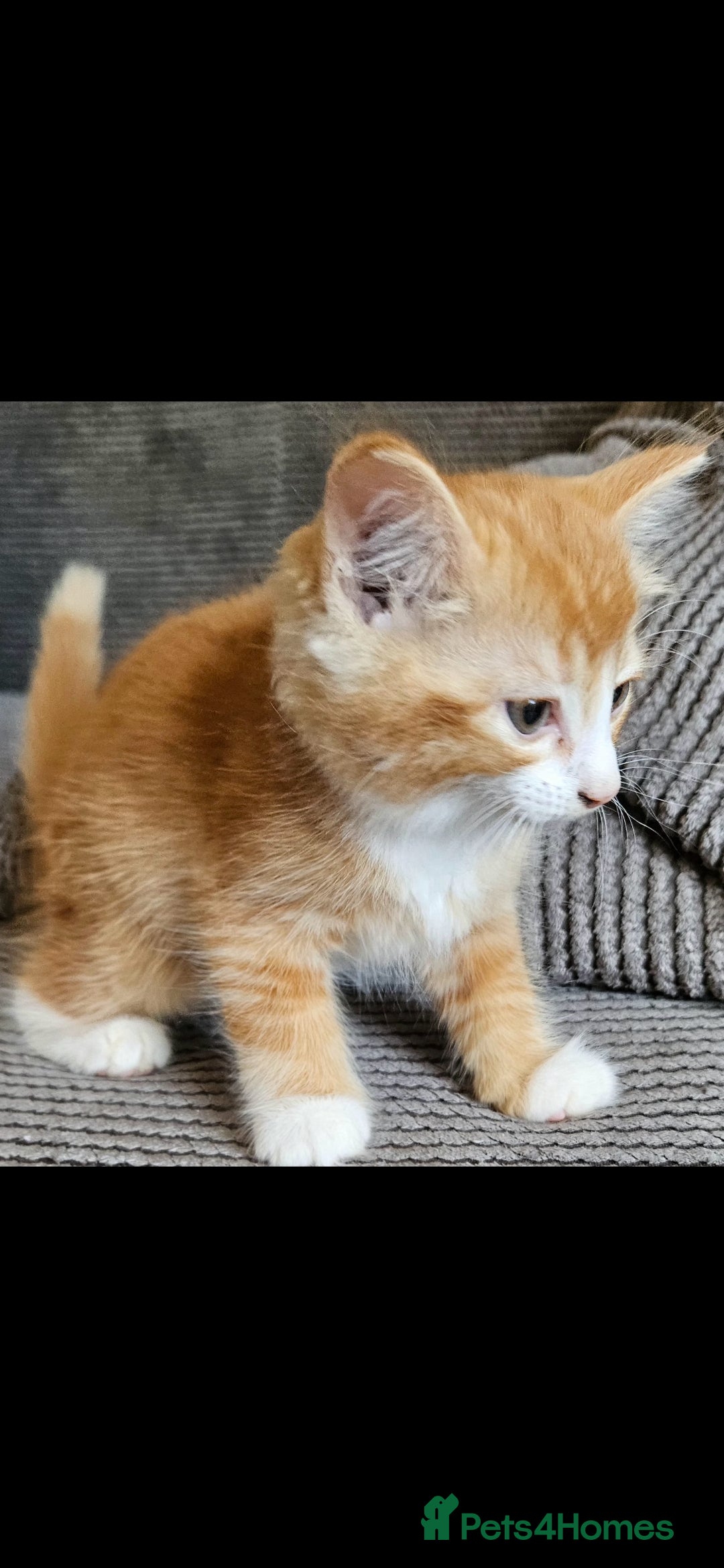 Mixed Breed cats for sale: Beautiful long haired mixed breed kittens  - Image 5