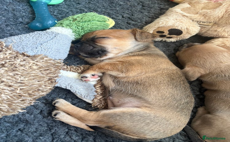 Mixed Breed dogs - Advert 14