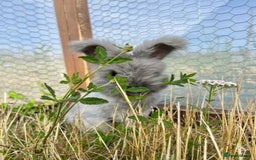 Angora rabbits for sale: Pedigree Full Faced & Maxi Faced English Angoras - Image 7