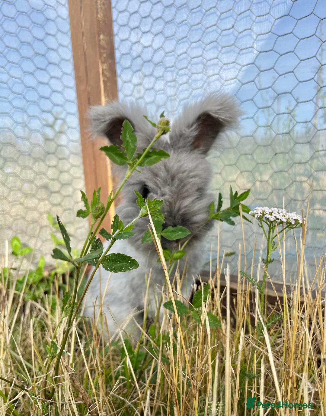 Angora rabbits for sale: Pedigree Full Faced & Maxi Faced English Angoras - Image 7