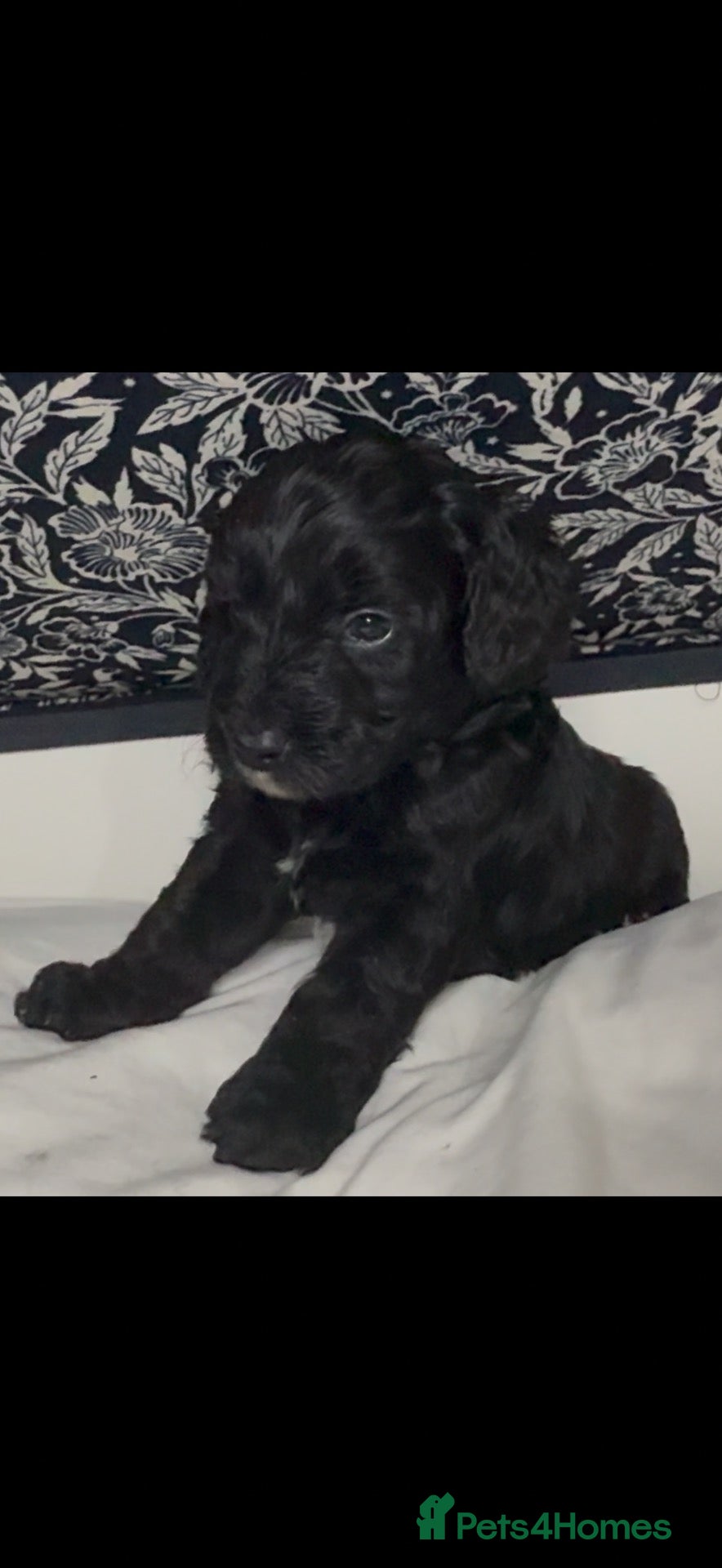 Cockapoo dogs Beautiful cockapoo puppies black black/white - Advert 2