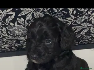 Cockapoo dogs Beautiful cockapoo puppies black black/white - Advert 2