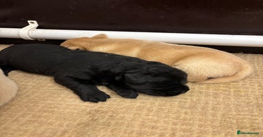 Labrador Retriever dogs - Advert 6