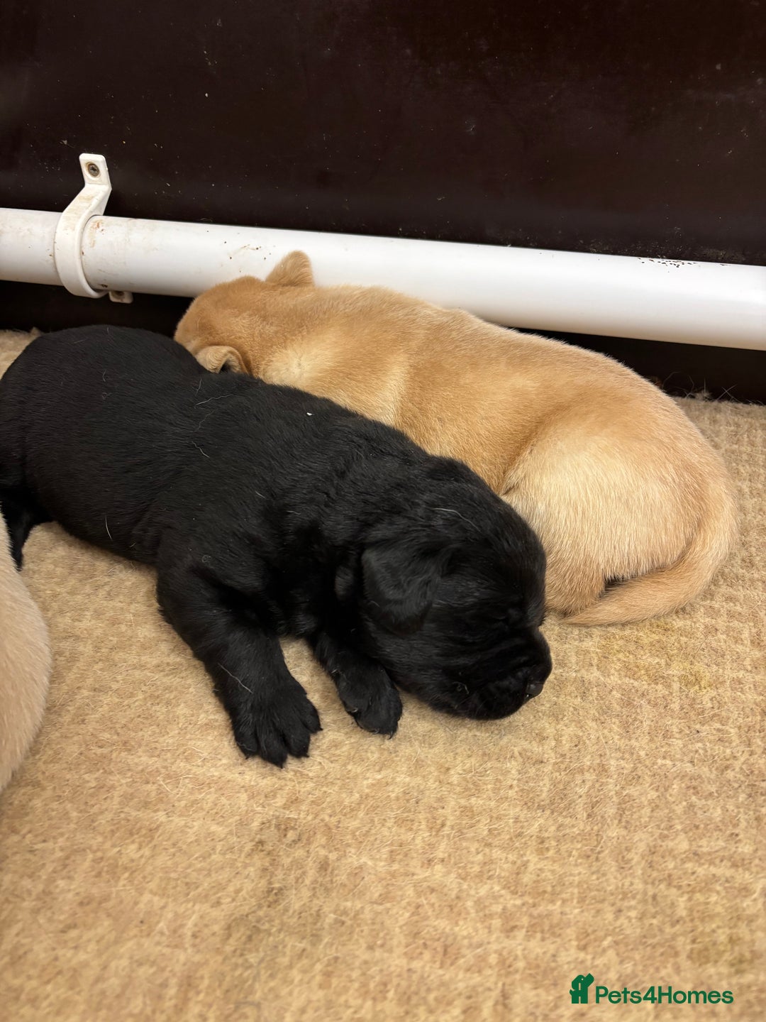 Labrador Retriever dogs for sale: Show Chunky Black & Yellow Labradors  - Advert 3