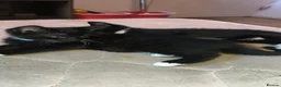 Mixed Breed cats for sale: 4 beautiful female tuxedo kittens in Aylesbury - Advert 7