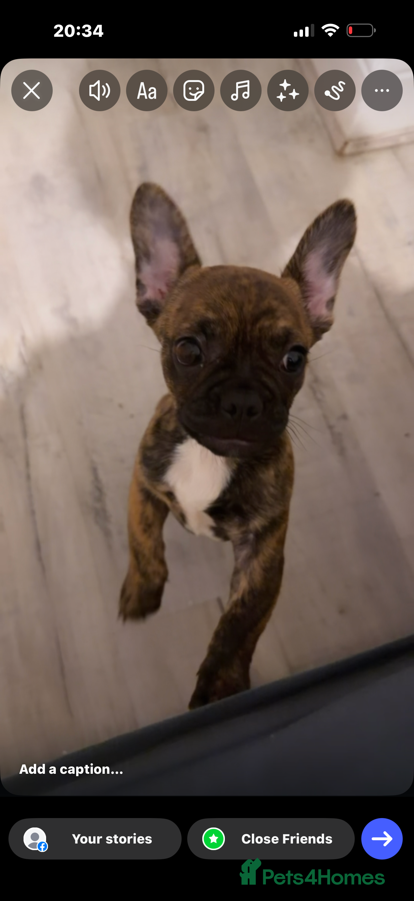 Mixed Breed dogs 12 weekold Frenchie mixed Yorkshire terrier - Advert 1