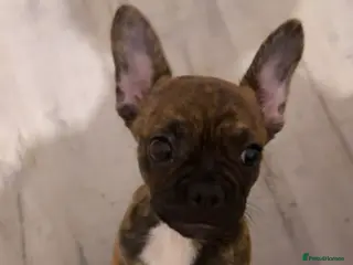 Mixed Breed dogs 12 weekold Frenchie mixed Yorkshire terrier - Advert 1