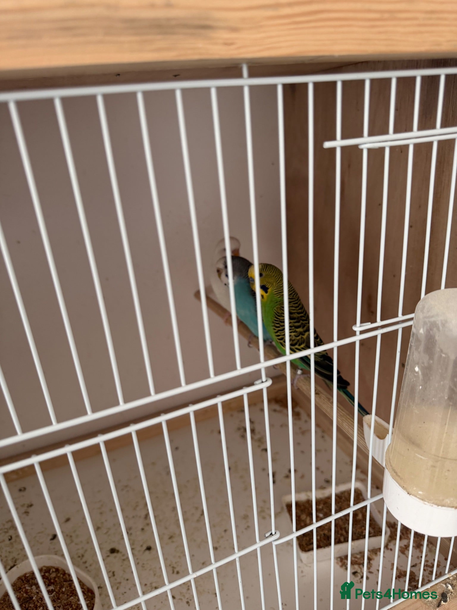 Budgerigars birds Mixed budgies for sale - Advert 1