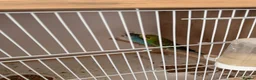 Budgerigars birds for sale: Mixed budgies for sale - Advert 1